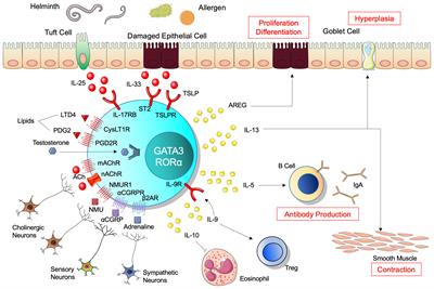 Heterogeneity of ILC2s in the Intestine; Homeostasis and Pathology